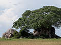 Rocky Outcropping, The Central Serengeti, Tanzania