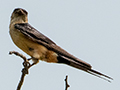 Red-rumped Swallow, Seronera Area, Serengeti NP, Tanzania