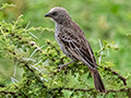 Rufous-tailed Weaver, A Tanzanian Endemic, Ngorongoro Crater, Tanzania