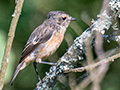 Spotted Flycatcher, Arusha National Park, Tanzania