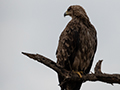 Tawny Eagle, Game Drive, Tarangire NP, Tanzania