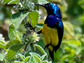 Variable Sunbird, Tanzania