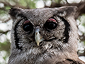 Verreaux's Eagle-Owl, Lemiani Circuit Tarangire NP, Tanzania