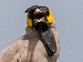 Wattled Starling