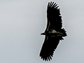 White-backed Vulture, Ngorongoro Crater, Tanzania