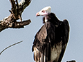 White-headed Vulture, Seronera Area, Serengeti NP, Tanzania