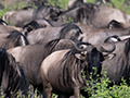 Wildebeest Migration, Dirve Through the Central Serengeti, Tanzania