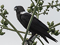 White-necked Raven, en route Same > Mullers Mountain Lodge, Tanzania