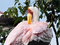 Yellow-billed Stork, Lake Manyara NP Game Drive, Tanzania