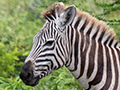 Plains Zebra (Grant's), Lake Manyara NP Game Drive, Tanzania
