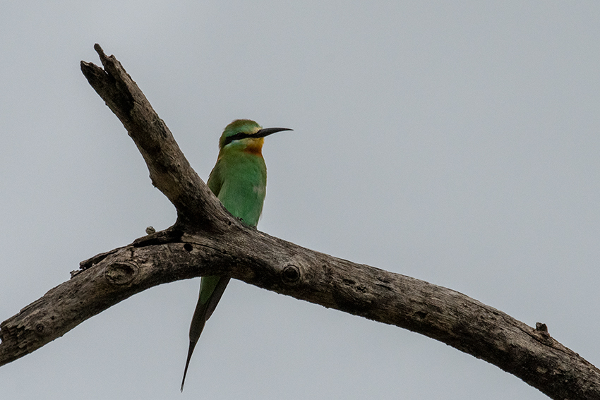 Blue-cheeked Bee-eater, Game Drive, Tarangire NP, Tanzania
