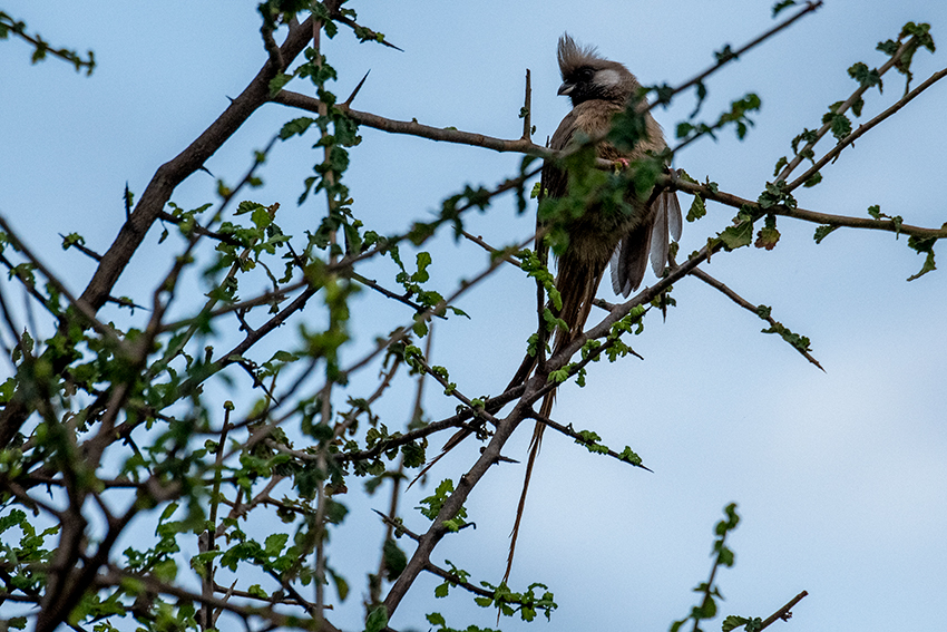 Bare-faced Go-away-bird, Lemiani Circuit, Tarangire NP, Tanzania