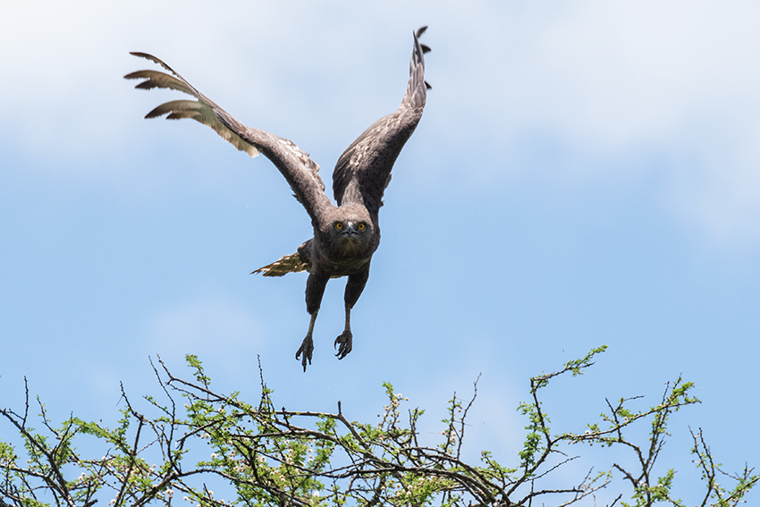 Brown Snake-Eagle, Mkomazi NP, Tanzania