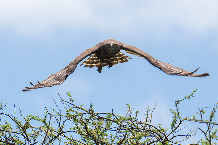 Brown Snake-Eagle, Mkomazi NP, Tanzania