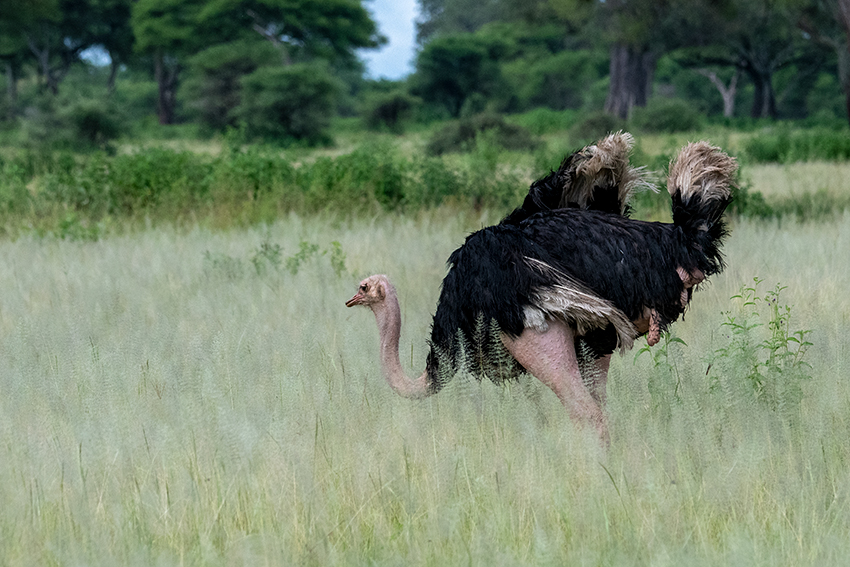 Common Ostrich, Game Drive, Tarangire NP, Tanzania