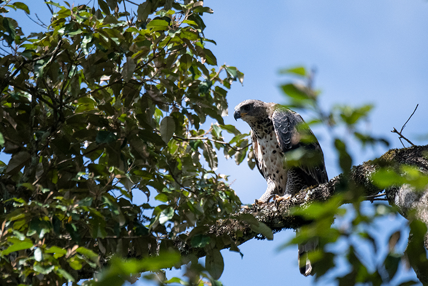 Crowned Eagle, Arusha National Park, Tanzania