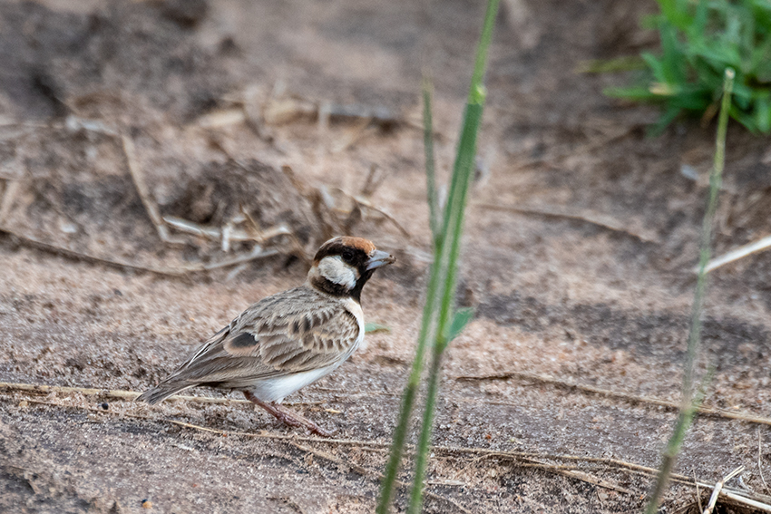 Fischer's Sparrow-Lark, Lemiani Circuit, Tarangire NP, Tanzania
