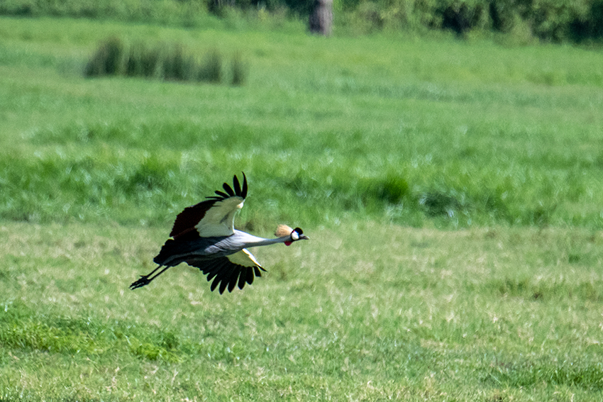 Gray Crowned-Crane, Arusha National Park, Tanzania