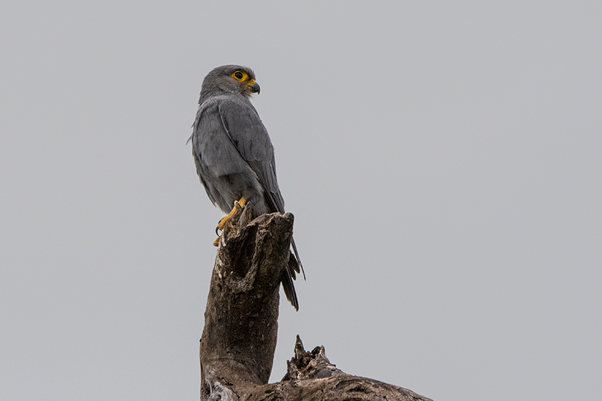 Gray Kestrel, Seronera Area, Serengeti NP, Tanzania