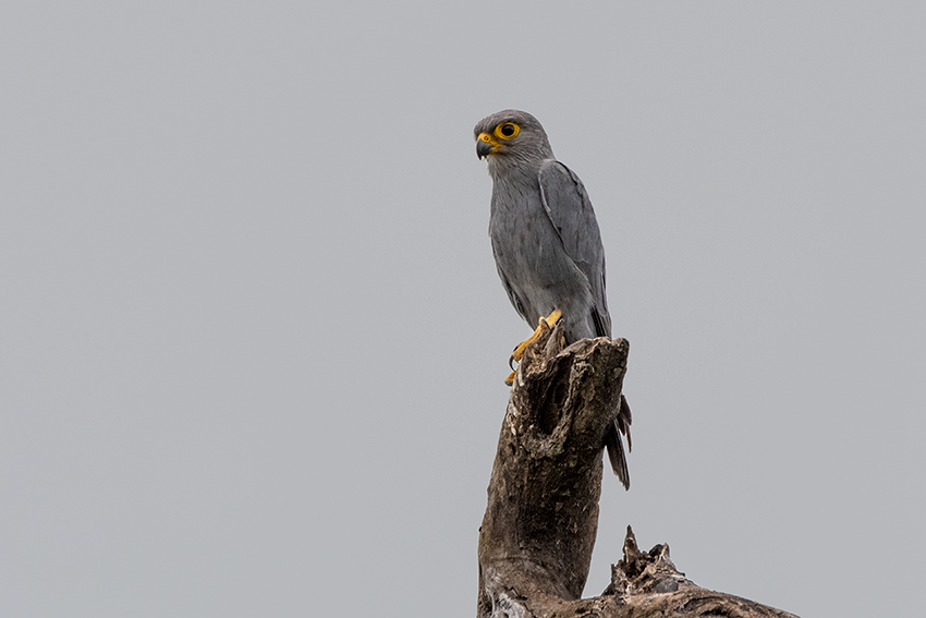 Gray Kestrel, Seronera Area, Serengeti NP, Tanzania