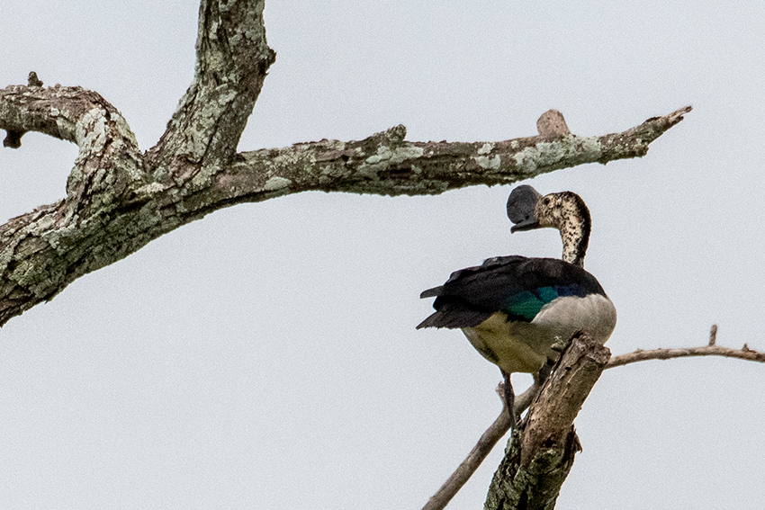 Knob-billed Duck, Game Drive, Tarangire NP, Tanzania