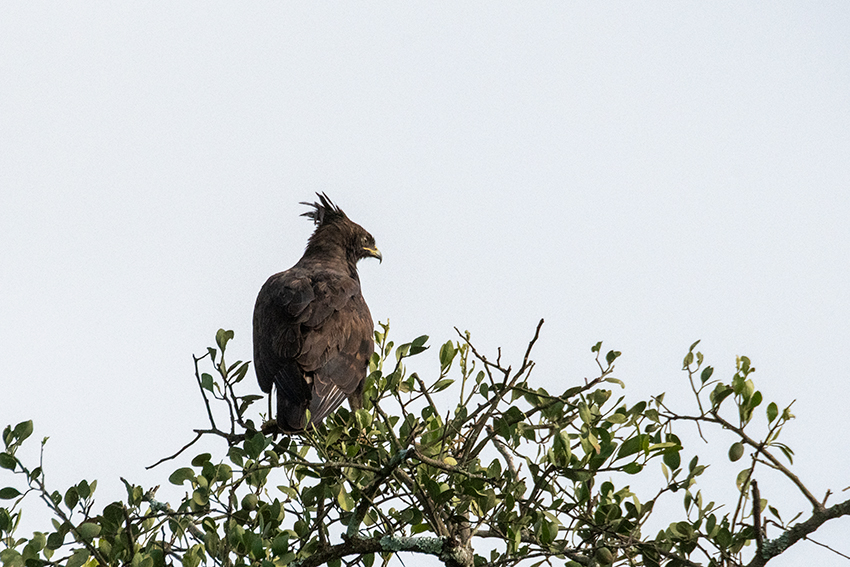 Long-crested Eagle, Big Marsh, Ndutu Area, Tanzania