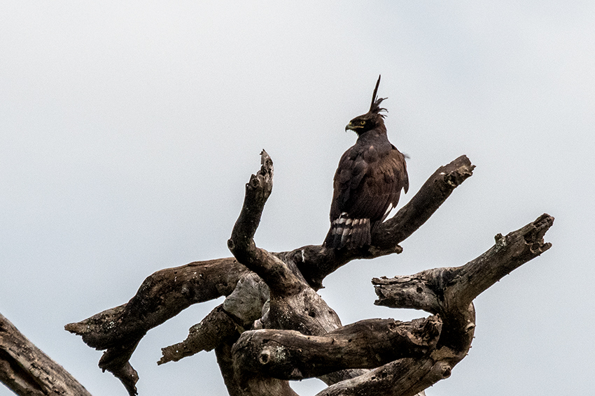 Long-crested Eagle, Seronera Area, Serengeti NP, Tanzania