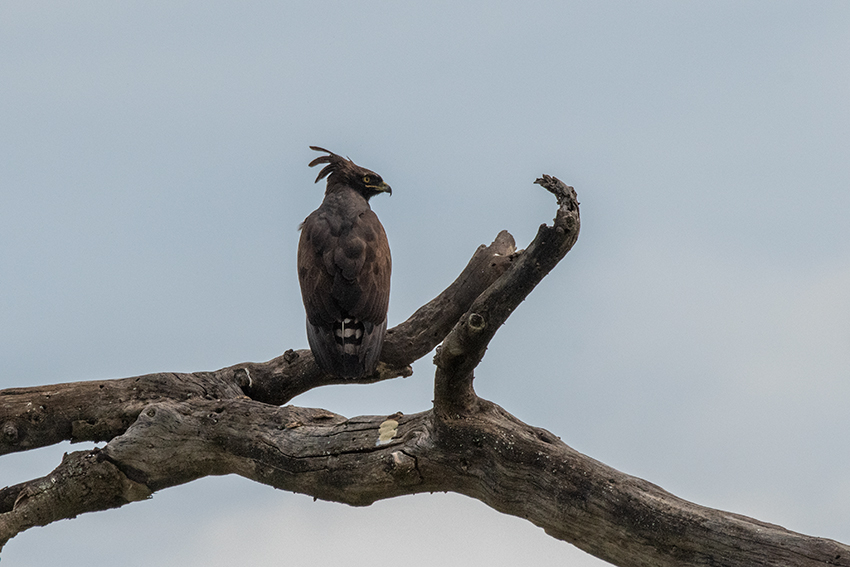 Long-crested Eagle, Seronera Area, Serengeti NP, Tanzania