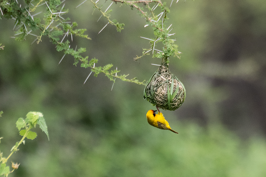 Nesting Lesser Masked-Weaver, Game Drive, Tarangire NP, Tanzania