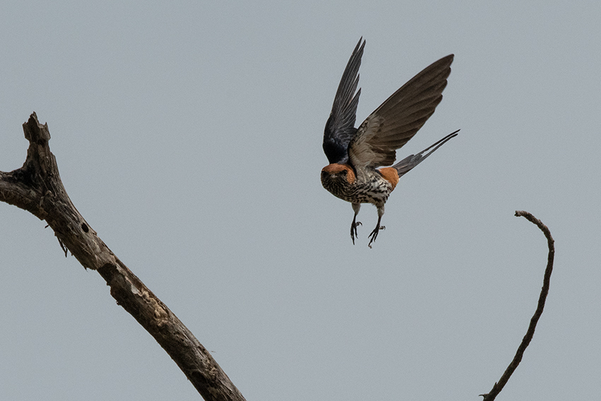 Lesser Striped Swallow, Seronera Area, Serengeti NP, Tanzania