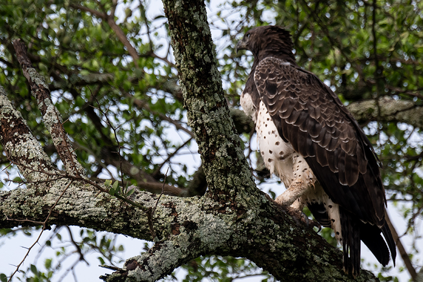 Martial Eagle, Game Drive, Tarangire NP, Tanzania