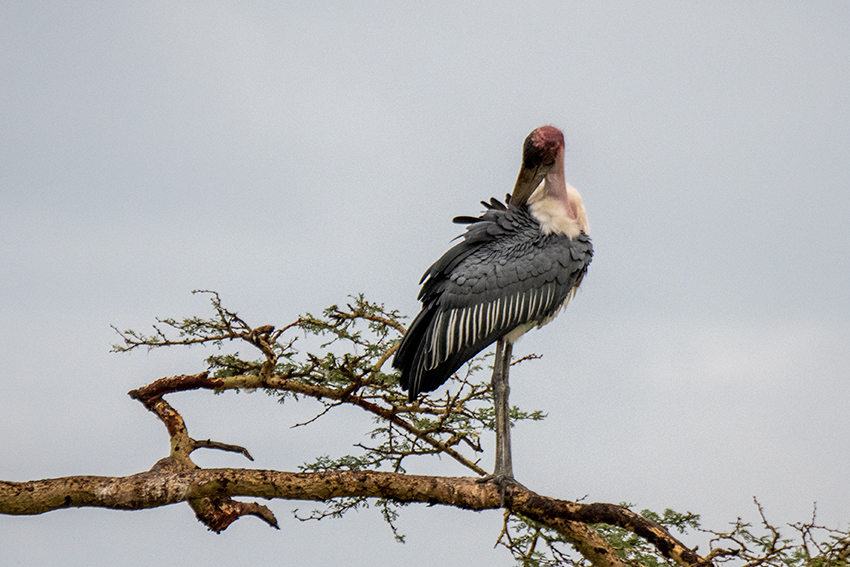 Marabou Stork, Seronera Area, Serengeti NP, Tanzania