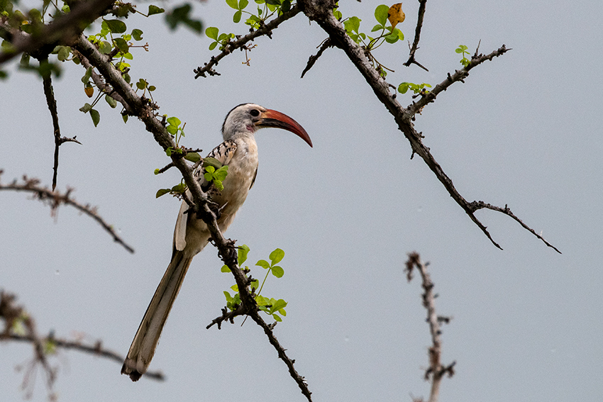 Northern Red-billed Hornbill, Mkomazi NP, Tanzania