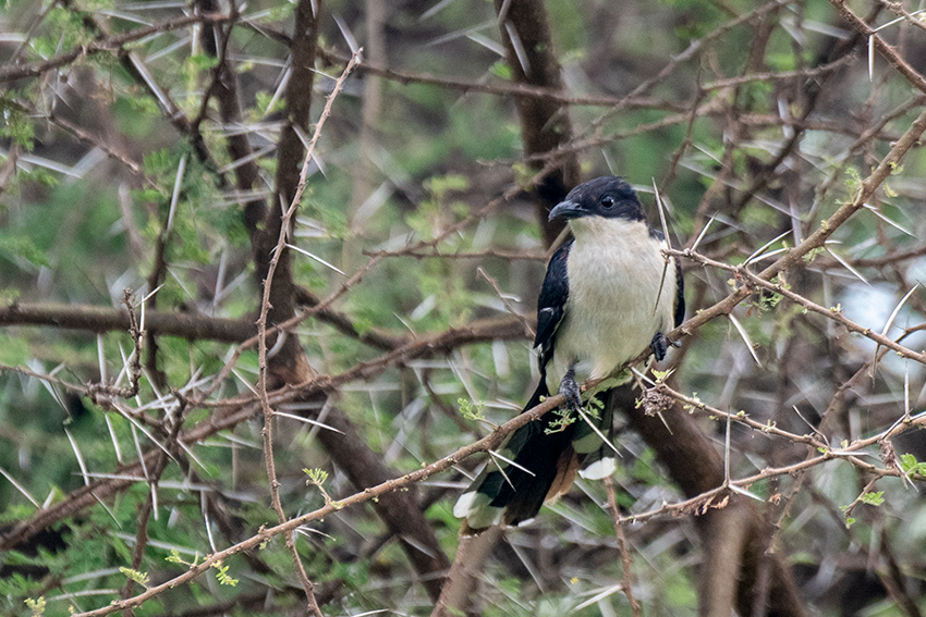 Pied Cuckoo, Small Serengeti, Tarangire NP, Tanzania