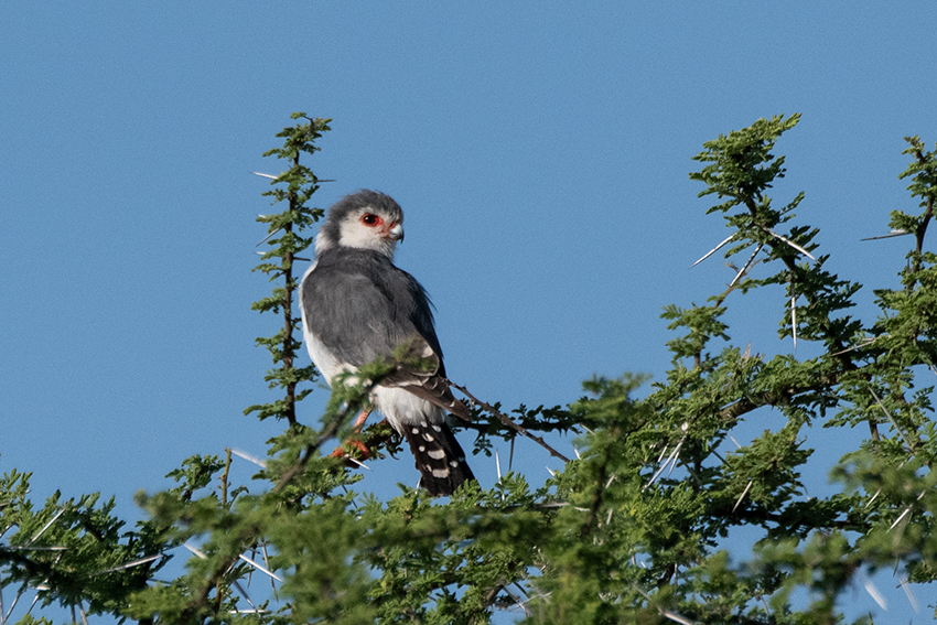  Pygmy Falcon, Seronera Area, Serengeti NP, Tanzania