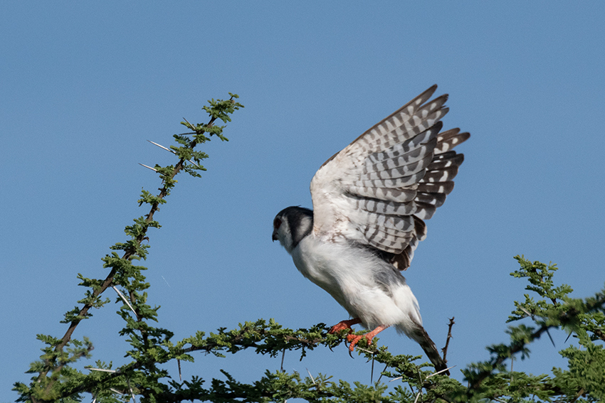  Pygmy Falcon, Seronera Area, Serengeti NP, Tanzania