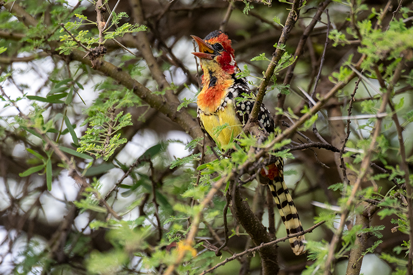 Red-and-yellow Barbet, Lake Manyara NP Game Drive, Tanzania