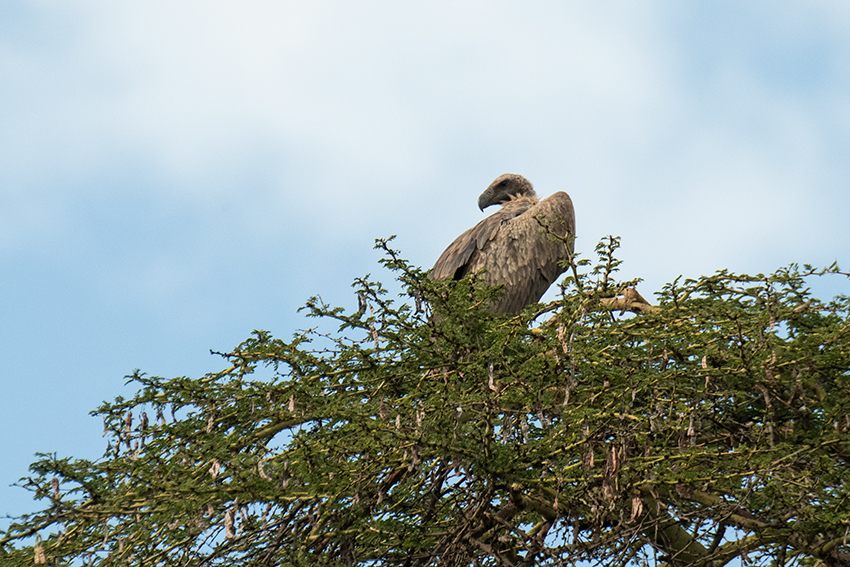 Immature Rppell's Griffon, Ngorongoro Crater, Tanzania