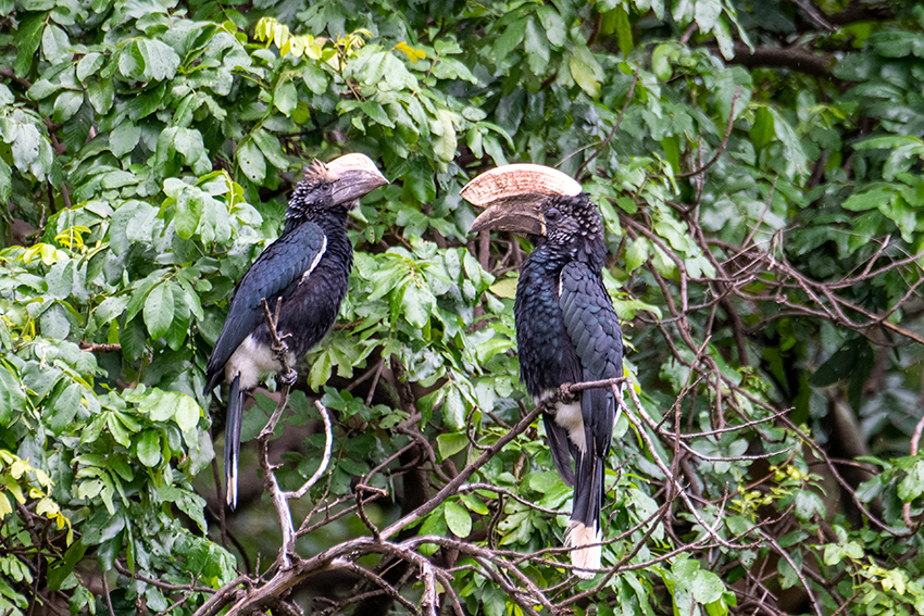 Silvery-cheeked Hornbill, Lake Manyara NP Game Drive, Tanzania
