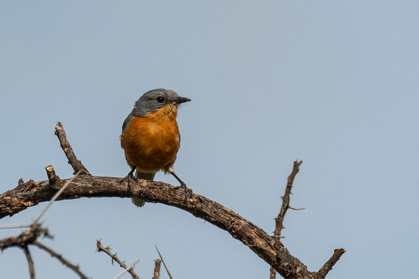 Silverbird, Seronera Area, Serengeti NP, Tanzania