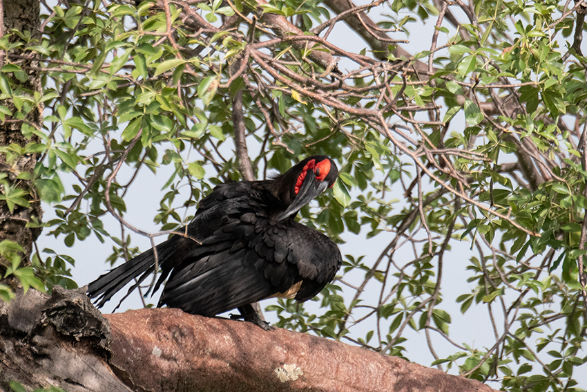 Southern Ground-Hornbill, Game Drive, Tarangire NP, Tanzania