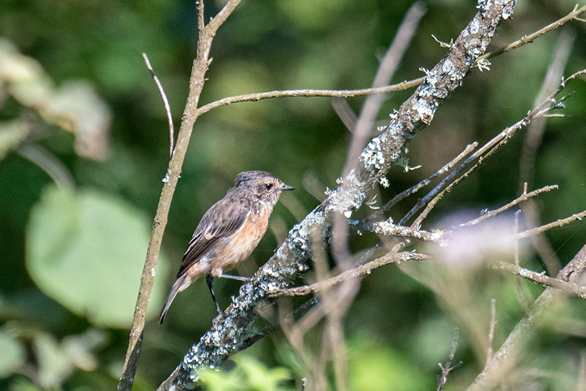 Spotted Flycatcher, en route Arusha National Park, Tanzania