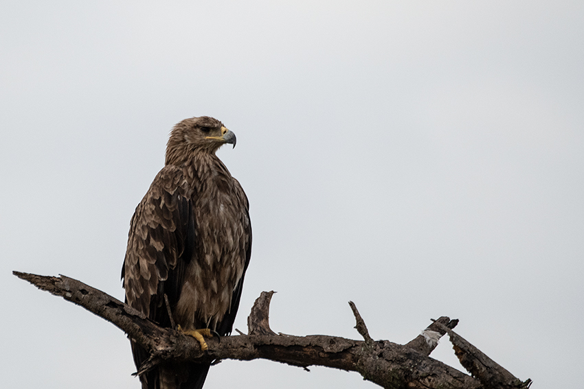 Tawny Eagle, Game Drive Tarangire NP, Tanzania