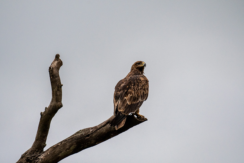 Tawny Eagle, Serengeti  NP, Tanzania