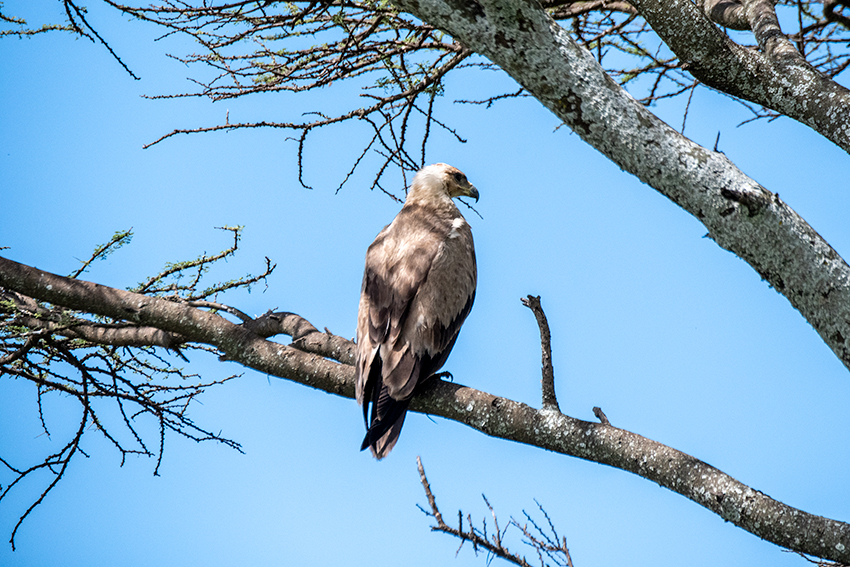 Tawny Eagle, Drive Through the Central Serengeti, Tanzania