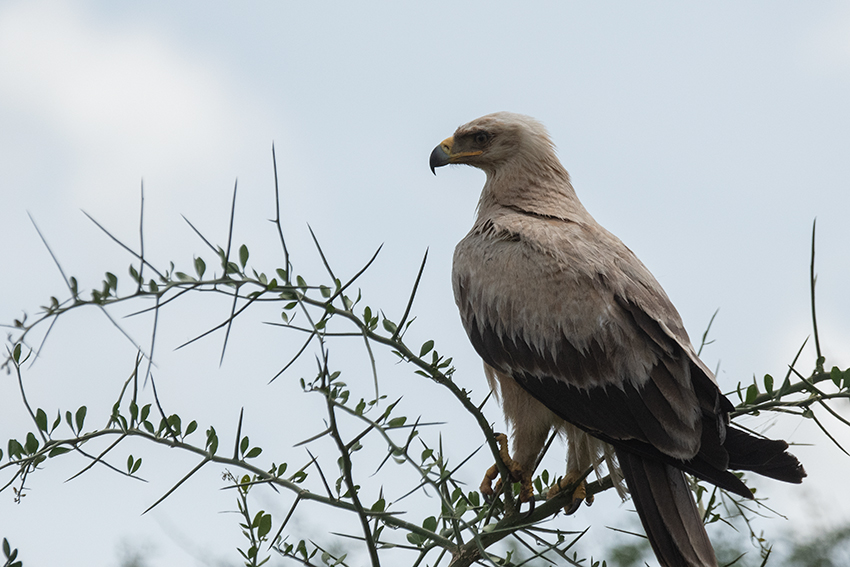 Tawny Eagle, Seronera Area, Serengeti NP, Tanzania