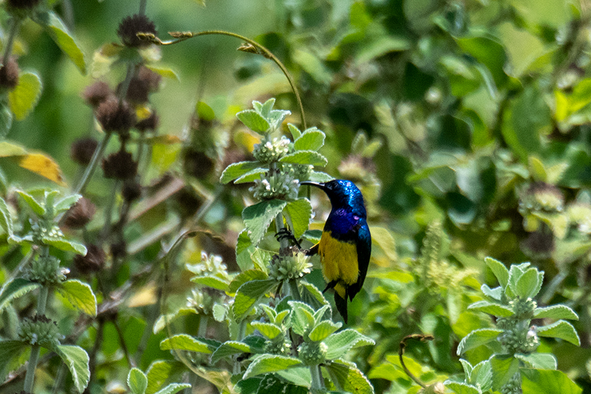 Variable Sunbird, Arusha National Park, Tanzania
