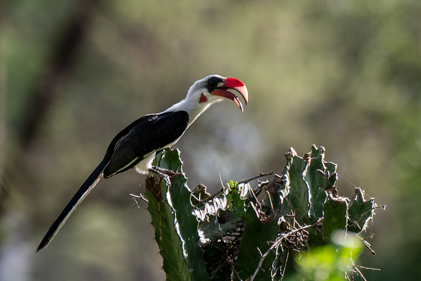Von der Decken's Hornbill, Tarangire NP, Tanzania