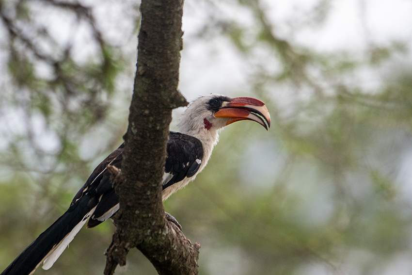 Von der Decken's Hornbill, Small Serengeti, Tarangire NP, Tanzania