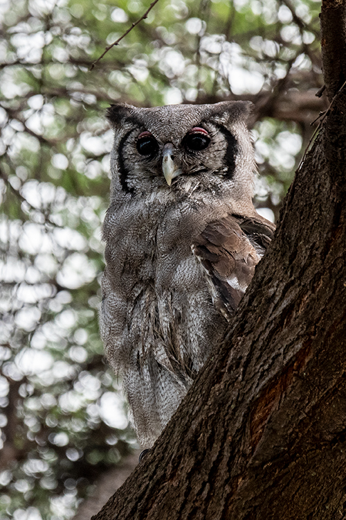 Verreaux's Eagle-Owl, Lemiani Circuit, Tarangire NP, Tanzania